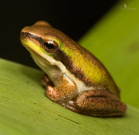 Eastern Dwarf Tree Frog Litoria Fallax A Small Up To 25m Flickr
