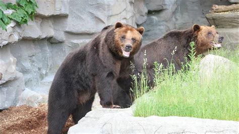 Check Out The Newly Renovated Grizzly Bear Habitat At The
