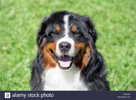 Cute Bernese Mountain Dog Puppy Is Sitting On A Green Grass With