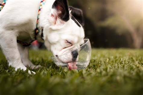 Cachorro Pode Beber Agua Com Gas