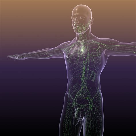 Lymphatic System In Human Body 3d Model