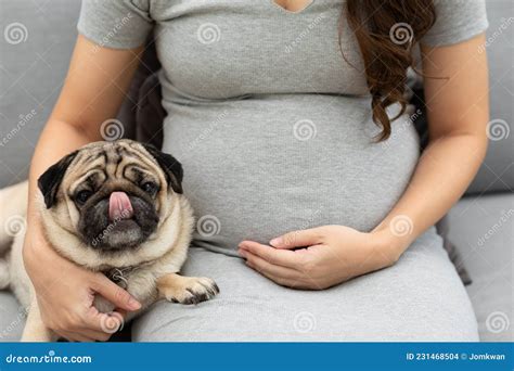 Pregnant Woman And Cute Dog Pug Breed Beside Her Big Bellyadorable Dog