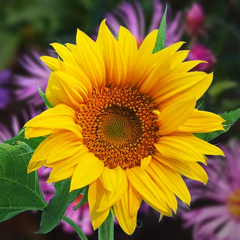The stem of the flower can grow up to 3 metres tall, with a flower head that can be 30 cm wide. Lovely Sunflower | Shutterbug