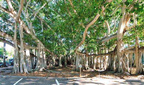 One Of The Largest Banyan Tree In The World Gregory Moine Flickr
