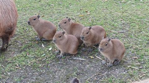 Capybara Babies Born At Dartmoor Zoo Dartmoor Zoo
