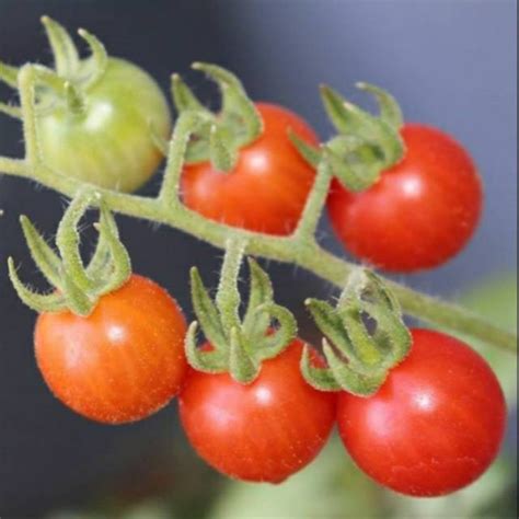 Jual Benih Bibit Biji Tomat Cherry Chung IPB Shopee Indonesia