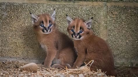 Rare Caracal Kittens Born At Hamerton Zoo Park Youtube