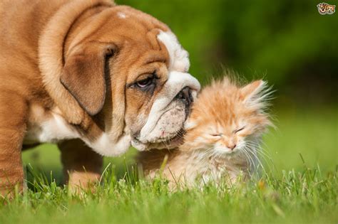 Los Perros Y Gatos Sí Pueden Convivir Felices Y En Armonía ¡estas 4