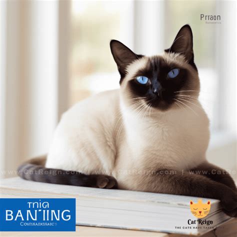 Discovering Fascinating Facts About Siamese Cats Cat Reign