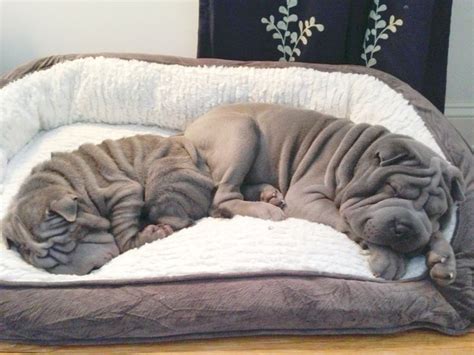 Blue Shar Pei Pupies Gunner And Perry Wrinkle Wrinkly Dog Shar Pei