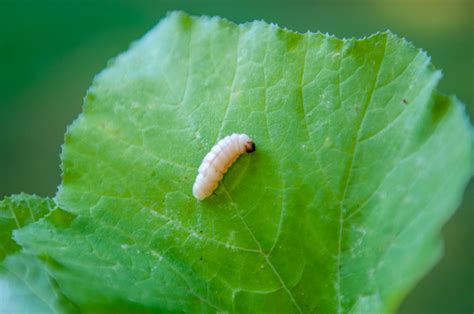 Whats Bugging Your Garden Borers And Soil Pests Grit
