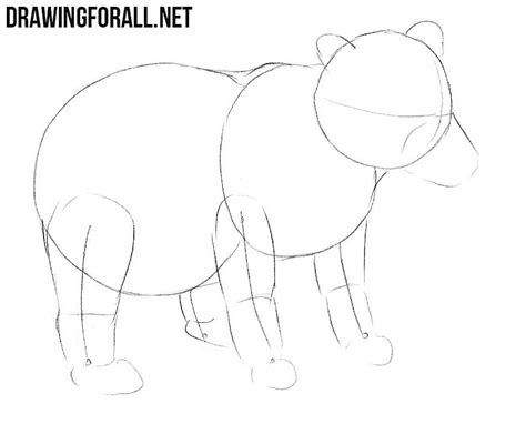 Black bears live in the forests, swamps, and wetlands of the united states. How to Draw a Baby Bear | Drawingforall.net