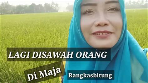 Lagi Ada Di Sawah Orang Maja Rangkas Bitung Youtube