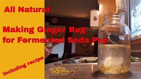 Making Ginger Bug Starter For Fermented Soda Making Youtube