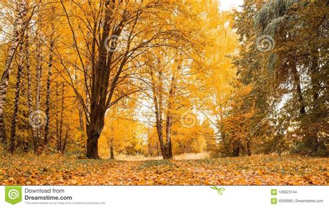 Autumn Forest Beautiful Background Park In Bright Leaves Road In The