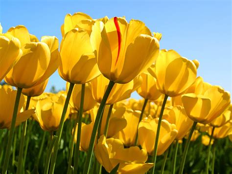 Tulips Flowers Nature Yellow Flowers Wallpapers Hd Desktop And