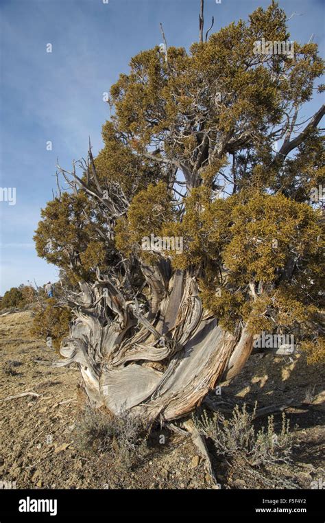 Bristlecone Pine Pinus Aristata Irish Canyon Colorado Usa Stock
