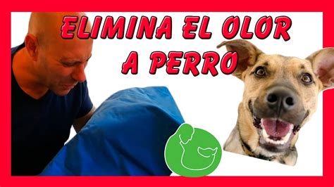 Como Eliminar El Olor A Perro De Tu Casa También Pís Y Popo En La Cama Youtube