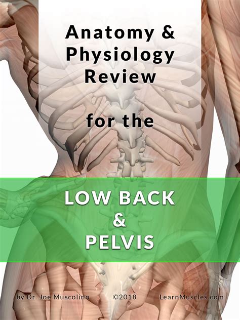 Let's figure out the cause here. Anatomy and Physiology Review for the Low Back and Pelvis ...