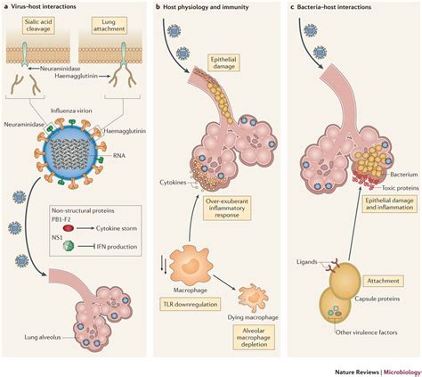 The Interplay Between Virus Host And Bacteria In Co Infections The