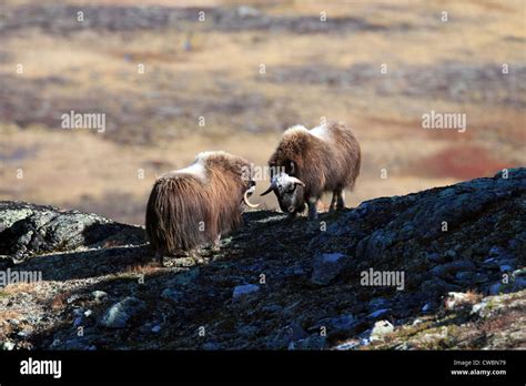 Musk Ox In Dovre National Park Norway Stock Photo Alamy