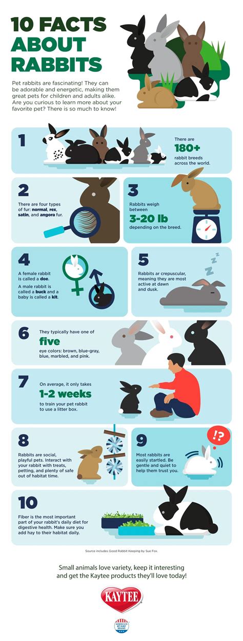 10 Facts About Rabbits Pet Rabbits Kaytee