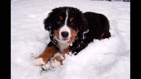 Bernese Mountain Dog Puppy Shelbys First Snow Day Youtube