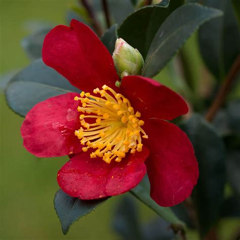 Camellia sasanqua is one of the loveliest fall flowers, graceful in form, tender in color and pleasing in fragrance. Camellia sasanqua 'Yuletide' - Yuletide Camellia | Western ...