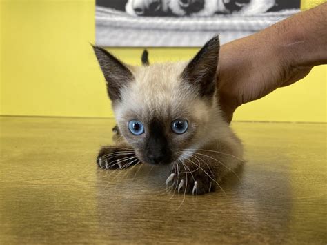 Newest oldest price ascending price descending relevance. Siamese Short Hair Kittens for Sale in Westchester, New York