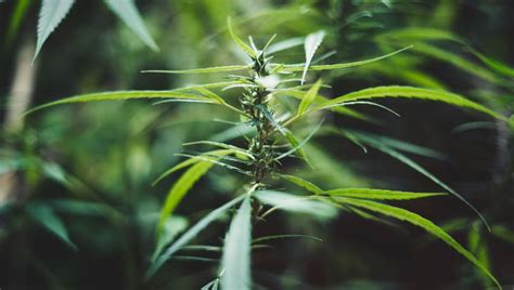 What Is Cannabis Ruderalis And What Are Its Effects Fast Buds