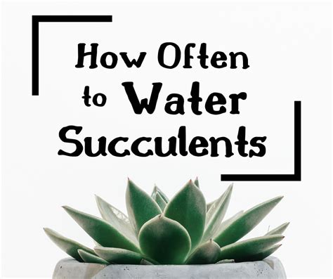 How Often Should You Water Succulents The Girl With A Shovel