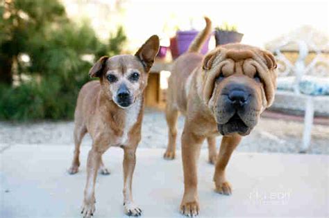 Bonded Chihuahua And Shar Pei Are Looking For A Home Together The Dodo