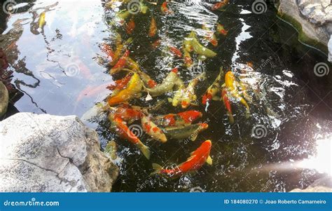 Orande And White Carps In The Pond Stock Photo Image Of Carp Fishery