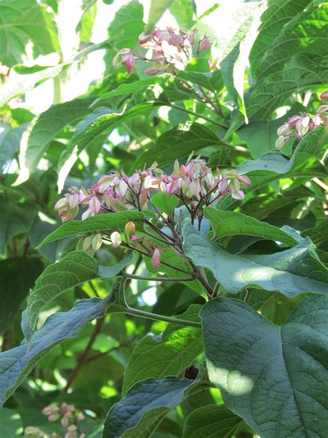 Clerodendrum Trichotomum Kansenboom Royal Hedge