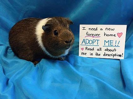 First most, understand that no matter what, even if you buy a guinea pig for sale, or adopt, as a new pet owner it is your responsibility to care for the guinea pig it's entire lifespan. Guinea Pig For Sale Near Me - petfinder