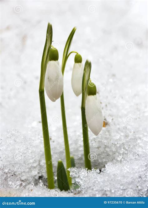 The Snowdrop Flowers Coming Out From Real Snow Stock Photo Image Of