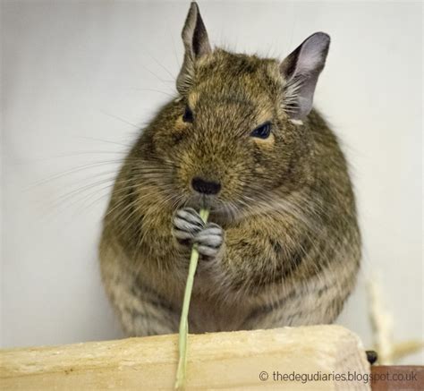 From Babies Degus to Adults