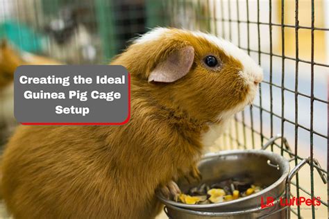 Creating The Ideal Guinea Pig Cage Setup A Seven Step Guide Luftpets