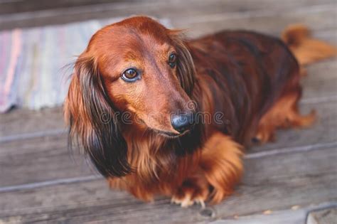 201 Long Haired Dachshunds Stock Photos Free And Royalty Free Stock