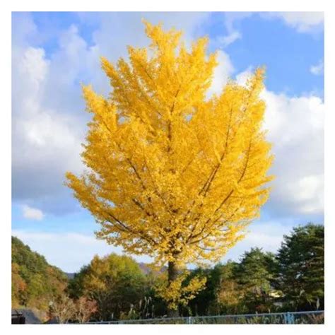 Ginkgo Autumn Gold 202 Tree Center