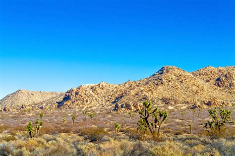 Mojave Desert Landscape Of Joshua Trees And Mountain Near Palmdale