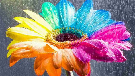 Rainbow Daisy Wallpapers Top Free Rainbow Daisy Backgrounds