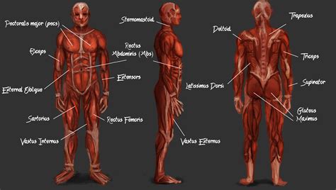 Anatomical diagram showing a front view of muscles in the human body. Artwork of Edmund Aubrey: 2d Lesson 22 - Muscle Anatomy Study