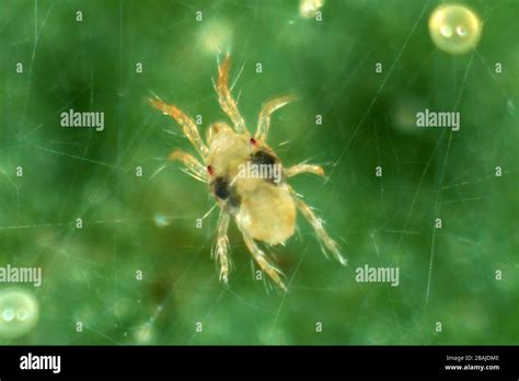 Adult Female Two Spotted Or Red Spider Mite Tetranychus Urticae On A Leaf Devon September