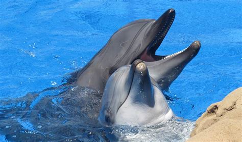 Research Suggests Dolphin Clitorises Are Like Human Clitorises But