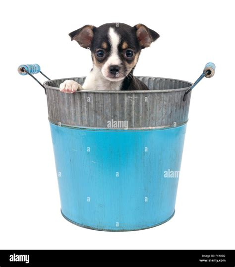 Dog In Bucket Stock Photos And Dog In Bucket Stock Images Alamy