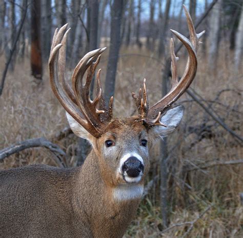 The Johnny King Buck Deer Big Deer Big Whitetail Bucks Whitetail