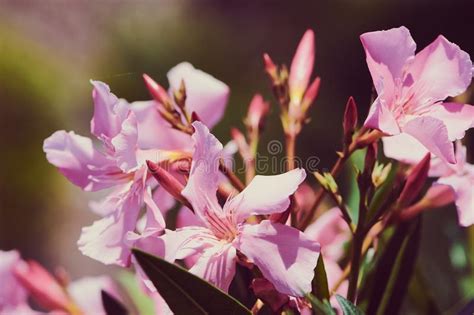 Light Pink Oleander Flower Macro Photography Stock Photo Image Of