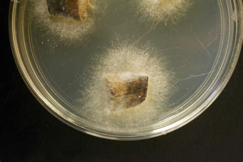 Identifying Grapevine Fungi May Help Fight Trunk Diseases Wsu