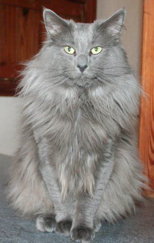She makes a loving companion and with a legend as beautiful as the breed itself, the breeders in norway began to develop their magical forest cat into a breed that would be. Norwegian Forest Cat Colours| Norwegian Forest Cat Society UK